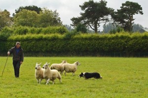 Splitting the sheep herd is not nearly as easy as it looks