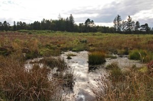 The boggy marshes of Culloden field were the downfall of the Jacobite armies