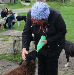 Who wants to feed the baby lambs? Me, Me..oh and that little kid