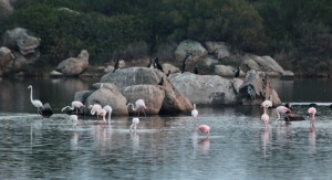 Sardinian flamingos