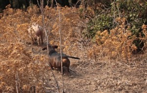 Sardinian sausage dog chases soon-to-be sausage