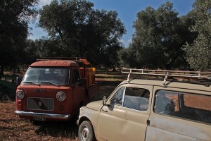 What great old Italian classics to be found in the olive grove