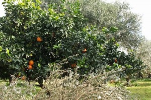 Clementines grow in the olive grove and make a refreshing energy boost