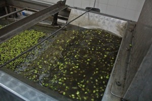 First wash your olives