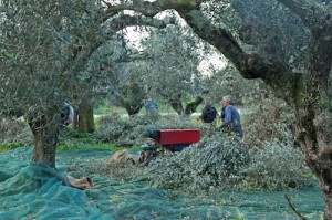 Framed by the branches, the olive pickers get to work