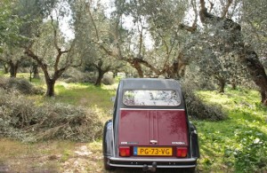 In the olive grove