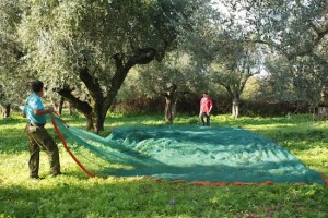 Nets are laid under the trees to catch the olives