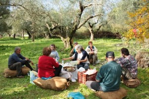 Picnic in the olive grove
