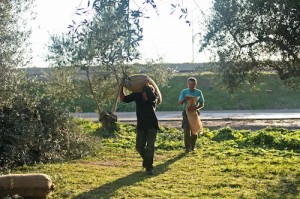 The olive pickers are incredibly strong