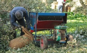 The olive threshing machine feeds the olives straight into the bag