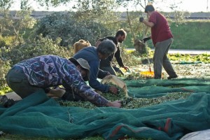 The olives are bagged into 50kg sacks