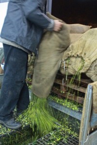 The olives are poured into the hopper by the sackload