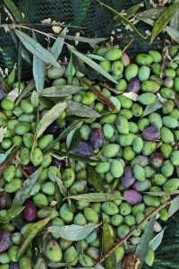 The olives for oil are smaller than the famous Kalamata olives for eating