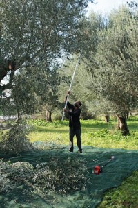 The tops of the trees are beaten with long sticks to loosen the olives