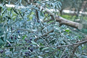 The trees are pruned to make way for new growth in the new season and more olives