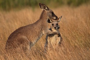 Kangaroo and joey at sunset at Geehi Flats