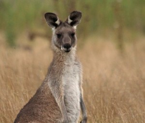 Kangaroo at Geehi Flats