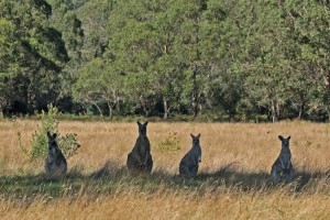 Kangaroo forward guard