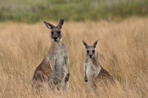 Kangaroos at dusk at Geehi Flats