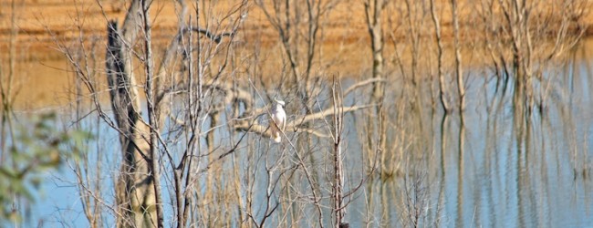One of the two Lake Eildon cockatoos