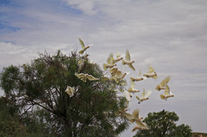 A flock of cockatoos bursts out of the trees at a waterhole