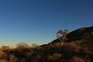 A ghost gum and the moon early in the morning light