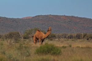 A proud looking camel