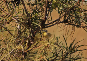A yellow honeyeater well disguised