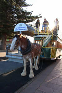 Albert the tram horse gets ready to roll