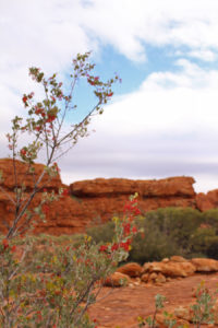 Flowers and berries feed the many birds and animals that live in Kings canyon