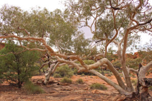 Kings Canyon is a key water source in the area and the River Gums know it