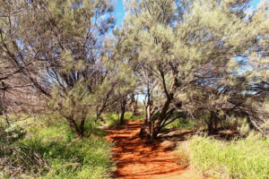 The walk around the base of Uluru