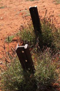 Weed-tangled fence posts are all that's left of the old Ghan railway track