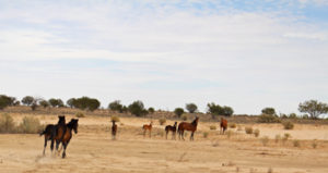 Wild horses - brumbies - in the desert
