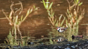 A Black-Fronted Dotterel goes for a paddle in the creek