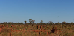 Termite mounds come in many shapes and sizes