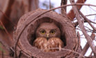 The Barking Owl as she comes out of her hollow tree nest just above our tent