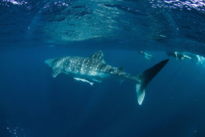 The beautiful whaleshark with us on the far right