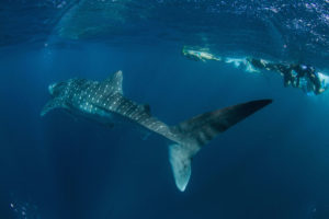 Their spots are their fingerprint; each whale shark's marking are unique